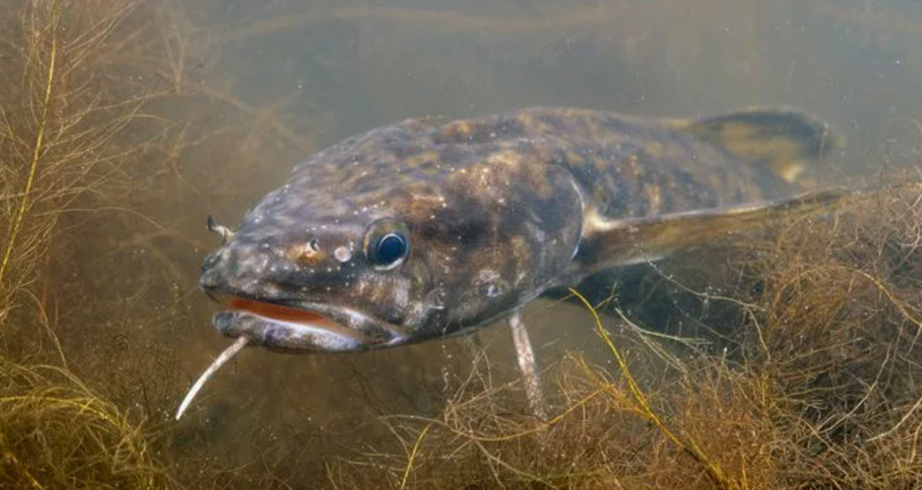 Рыбалка в ноябре. Ночная ловля налима. Как мы ловим налима на Волге