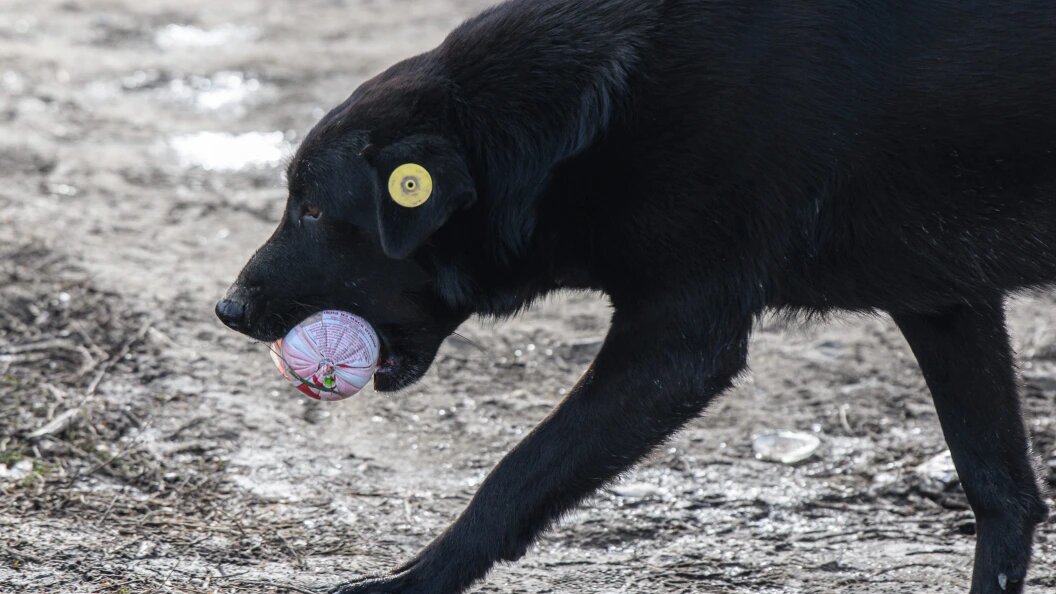    Ilya Moskovets/Globallookpress