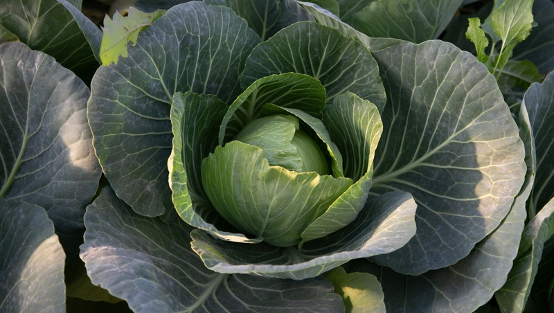      Фото: Валерия Алтухова / / ИА «Победа26»