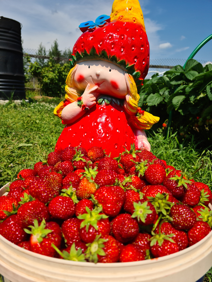 Урожай клубники. Фото из личного архива.