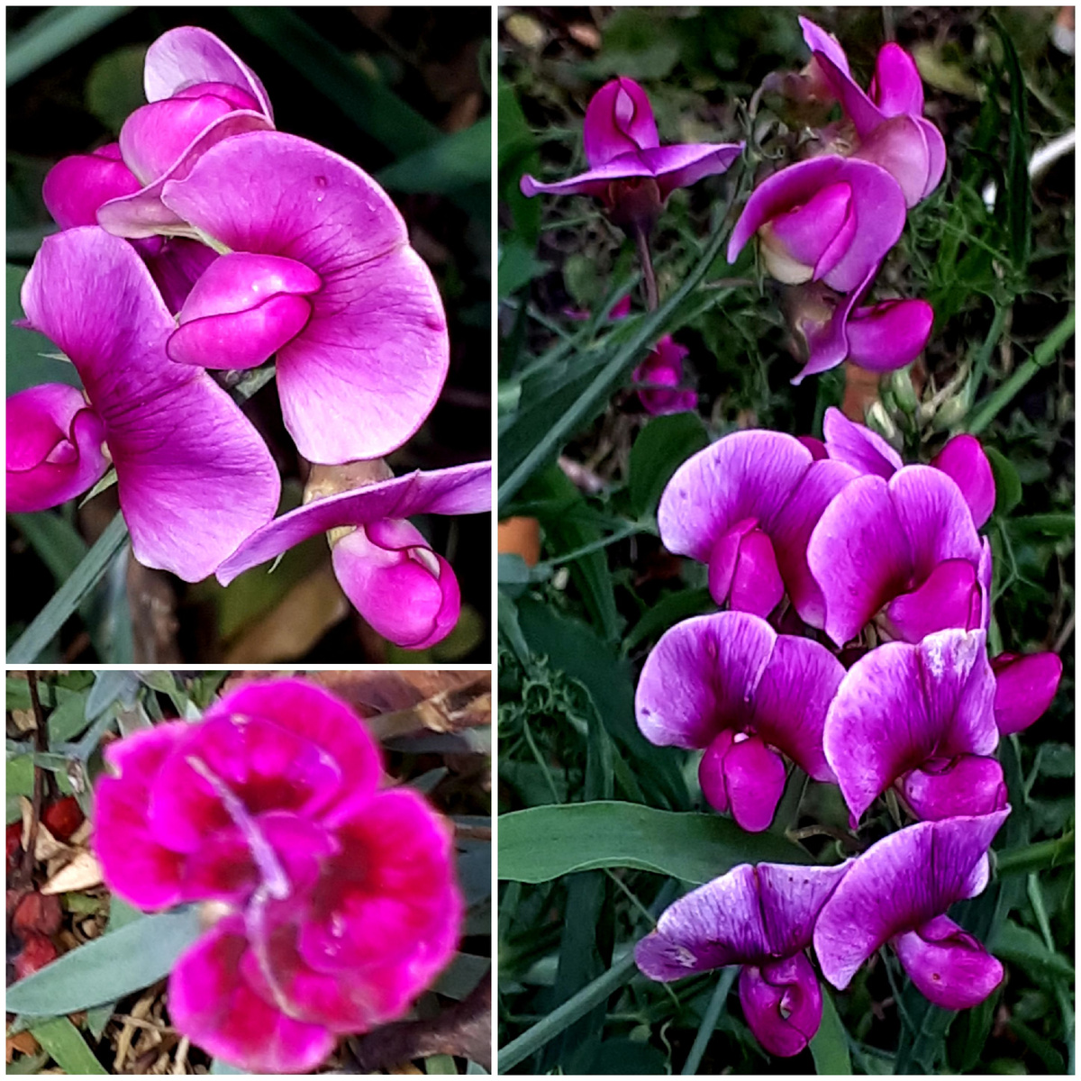 Коллаж автора 25.10.2025г.