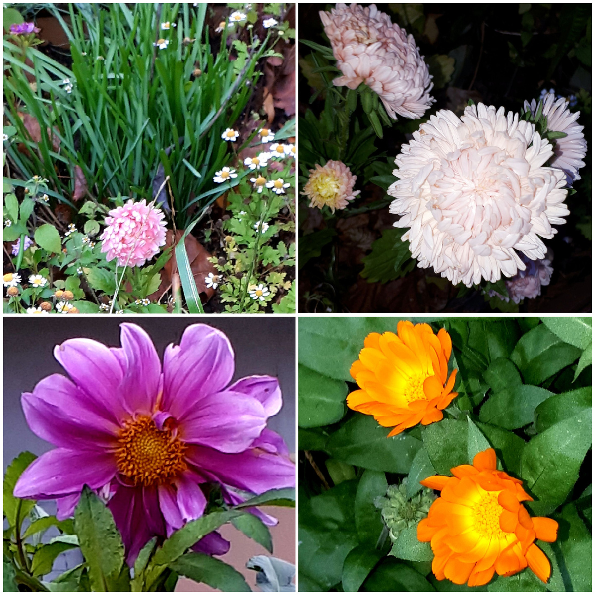 Коллаж автора 25.10.2025г.