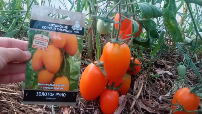 Вот что получилось из "урожайного" сорта за 25 рублей