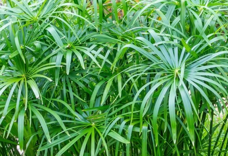 Cyperus L. 
