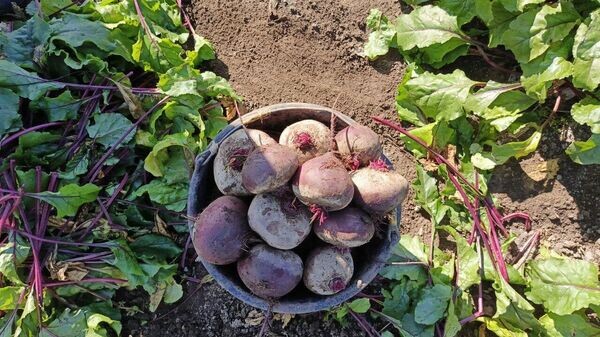    © РИА Новости Крым