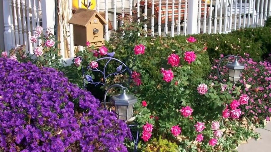 Засадил 8 компактными многолетниками участок. Порядок без хлопот