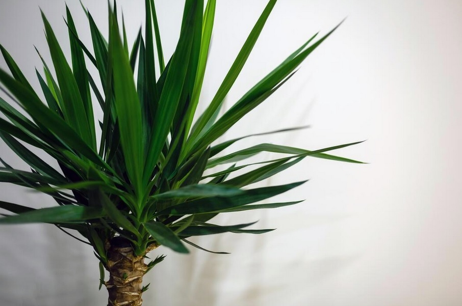 Yucca elephantipes Regel