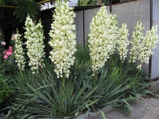Yucca filamentosa L.