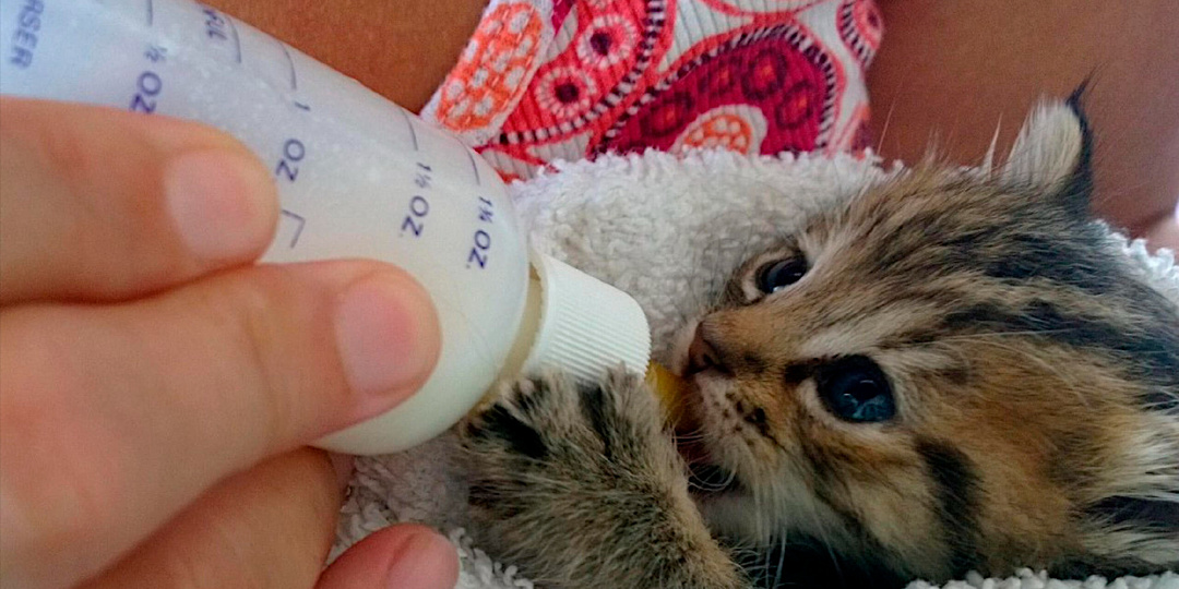 "Я был ему как мать". Друг взялся выкармливать котёнка с нуля. История длиною в пять недель