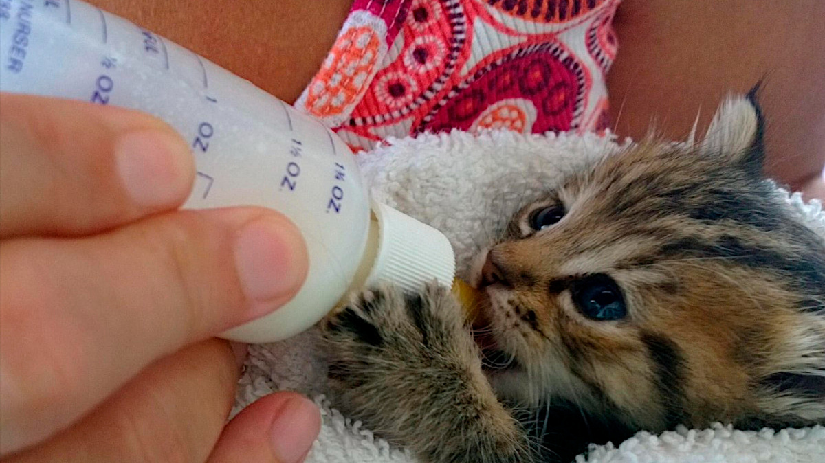 Как выкармливают котят. 