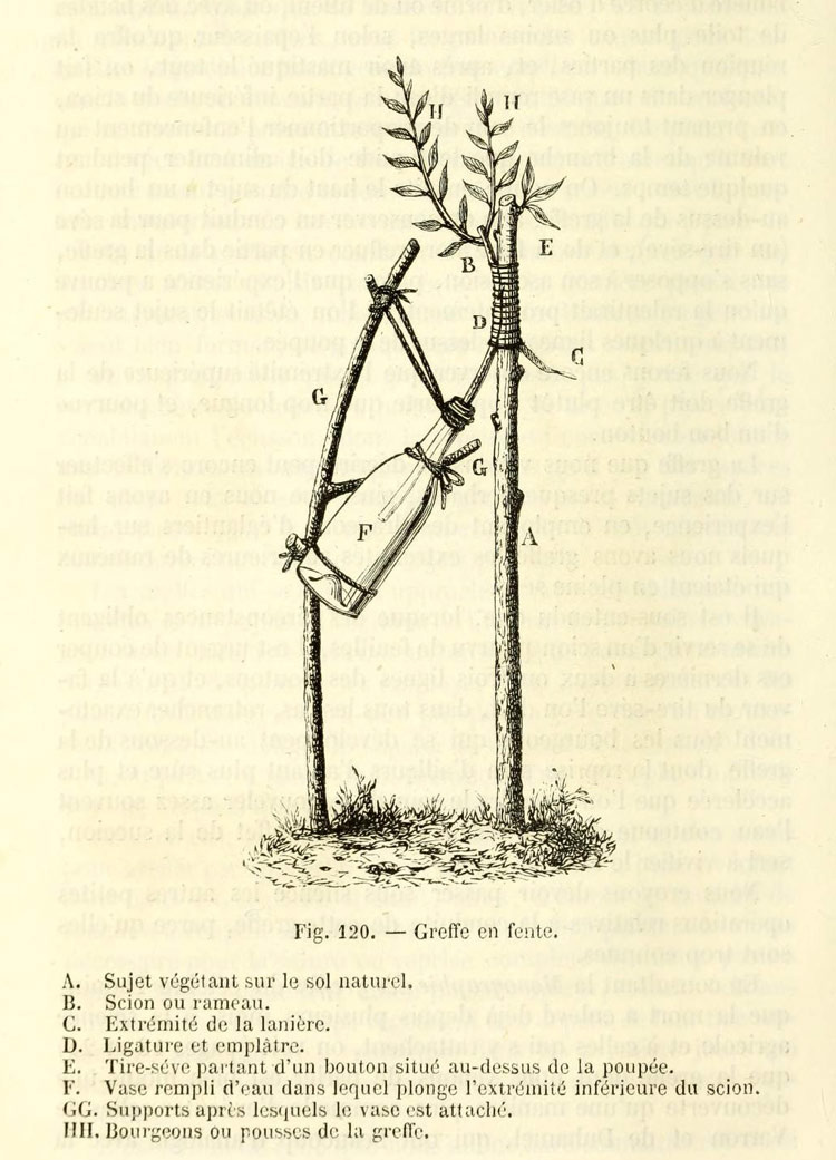 Прививка барона де Чуди.