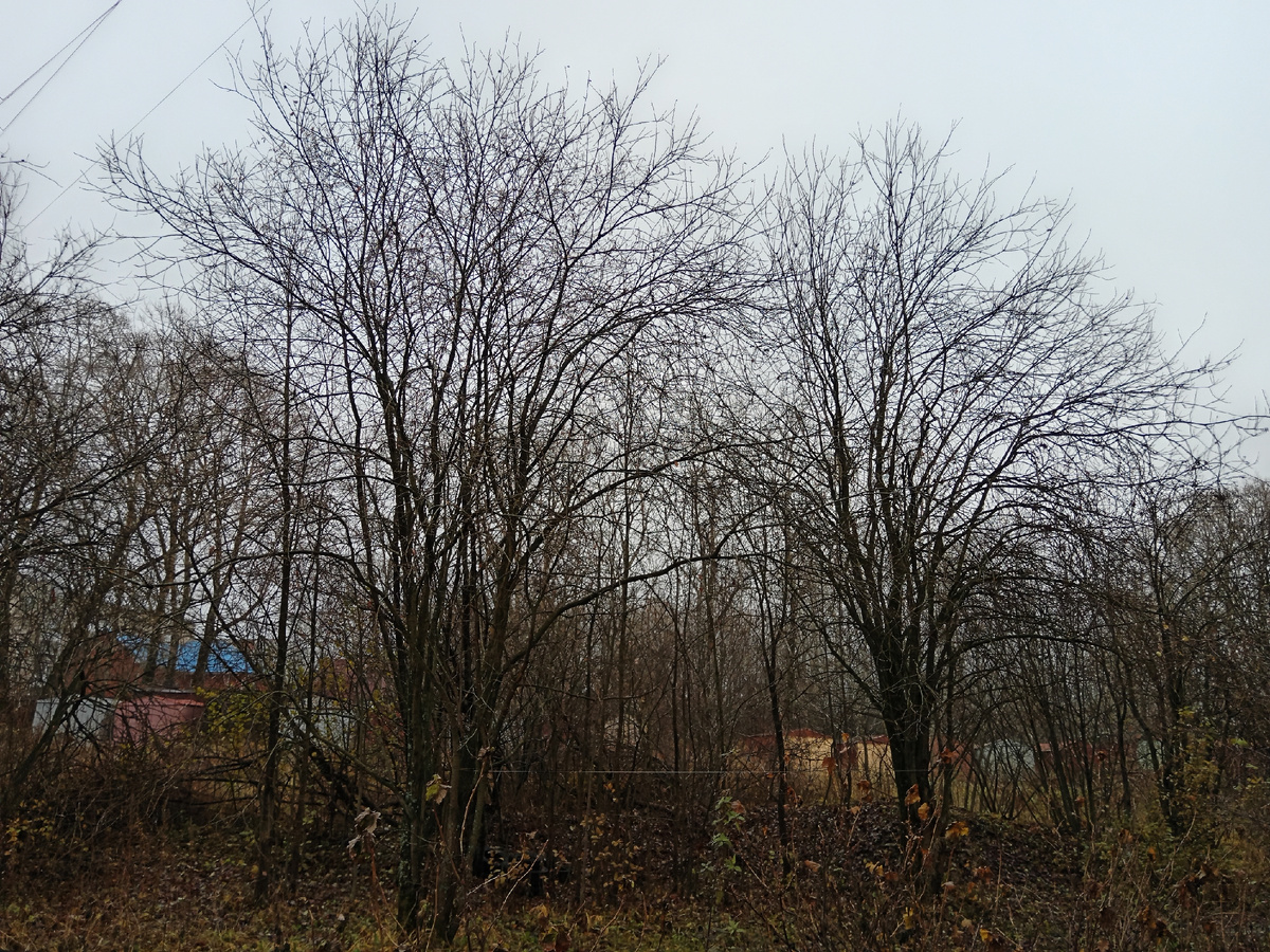 Осенний пейзаж под окном.