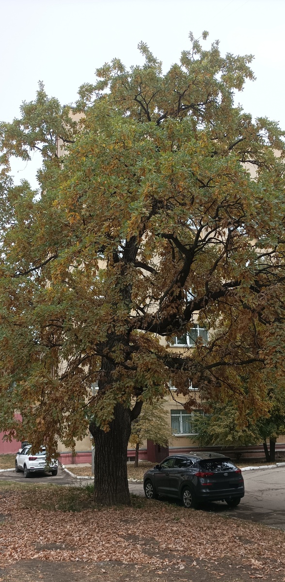 Дерево толще меня в обхвате, огромное