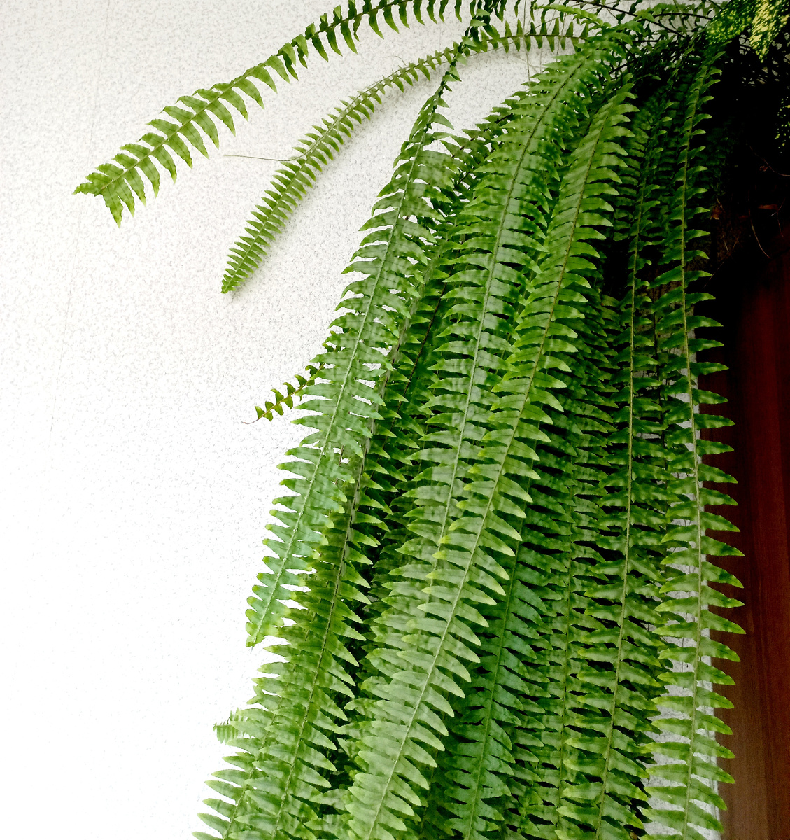 Нефролепис