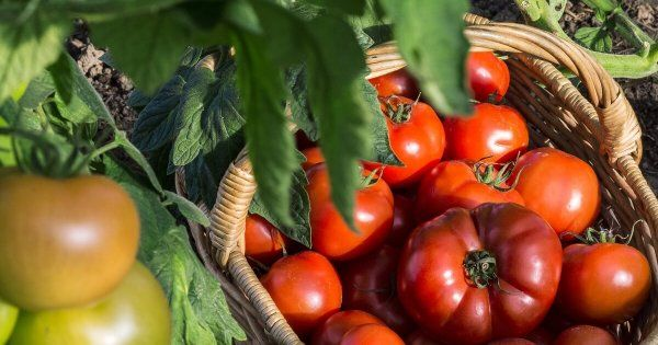 Ваш персональный томат: Как выбрать сорт и перестать бояться слова "гибрид"