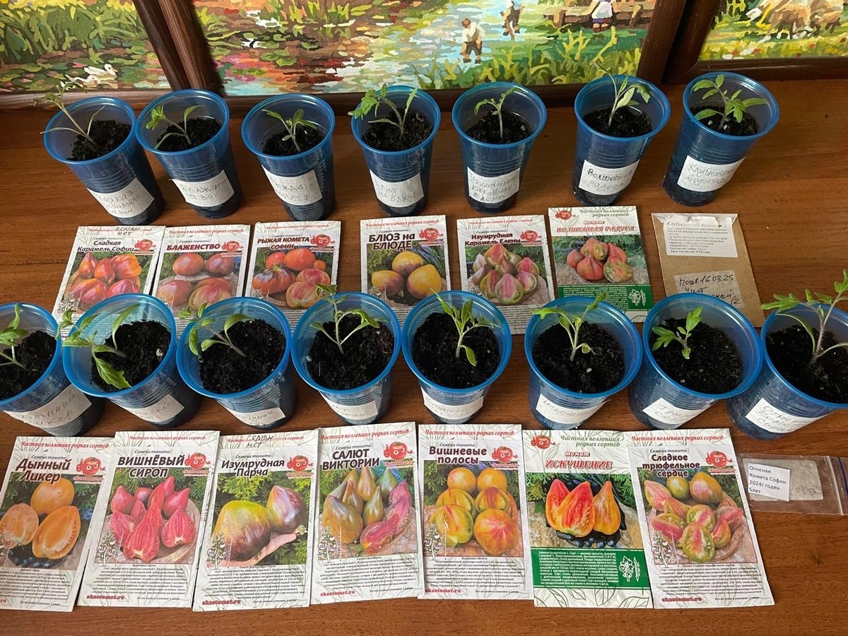 5 апреля 2025.  Рассада через 3-4 дня после пикировки 