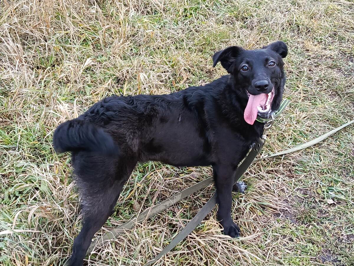 Активная, ласковая, добрая