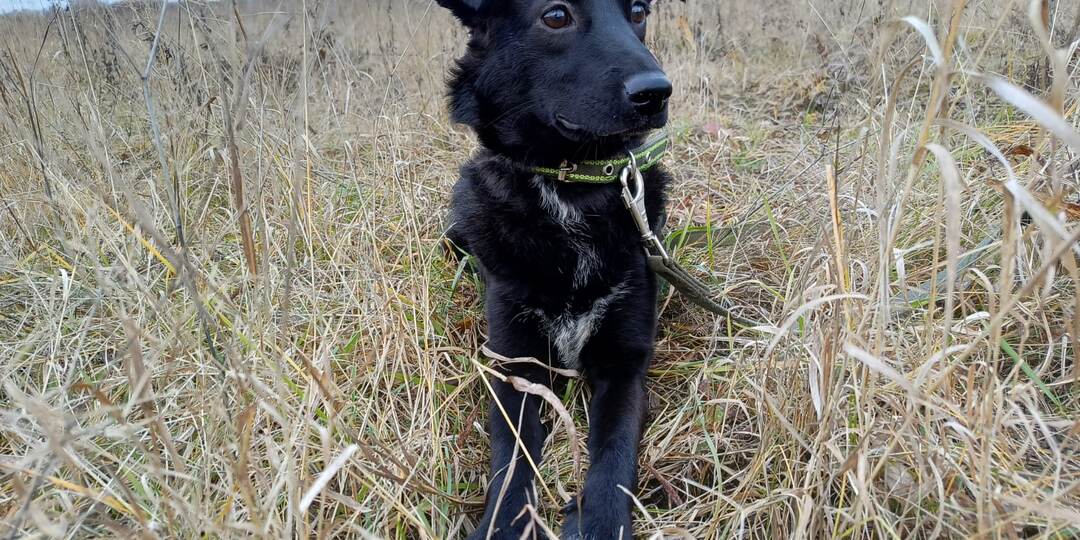 Щенок Элис. Золотой ребенок приюта ищет дом