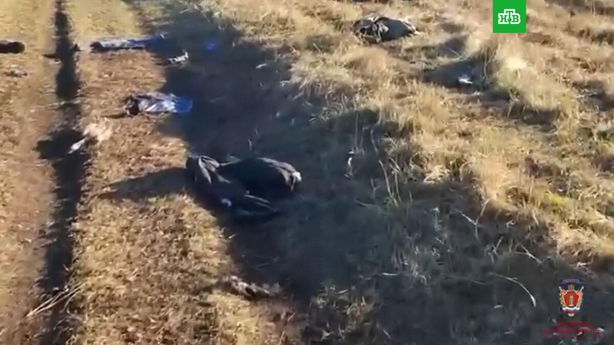    В Красноярском крае собаки насмерть загрызли    10-летнего    мальчика