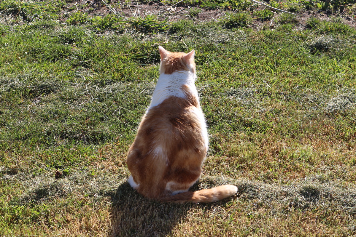 Главный недостаток проекта: объект разведки внезапно решает, что интереснее — голуби и солнце.