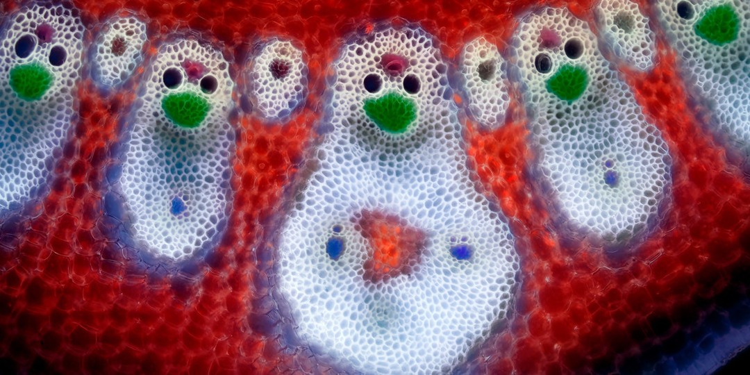 Малюсенький мир Никона – 2025