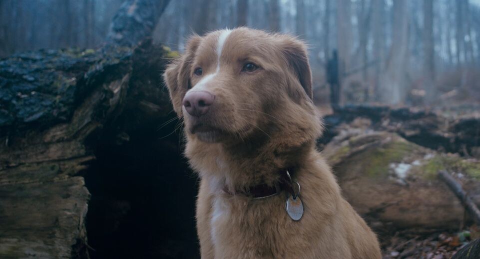    Кадр из фильма / www.globallookpress.com