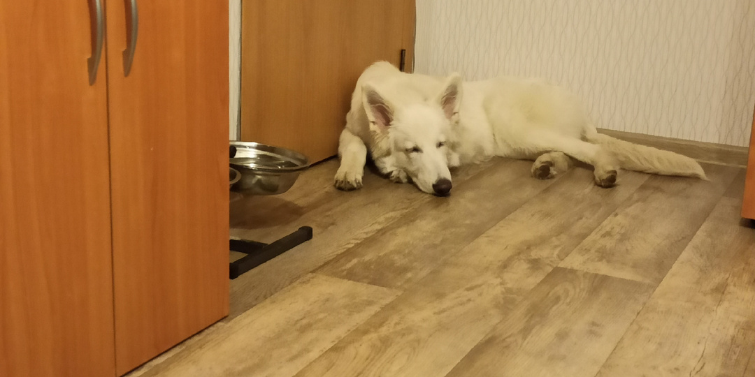 Перлы от собачников. Еды много не бывает.