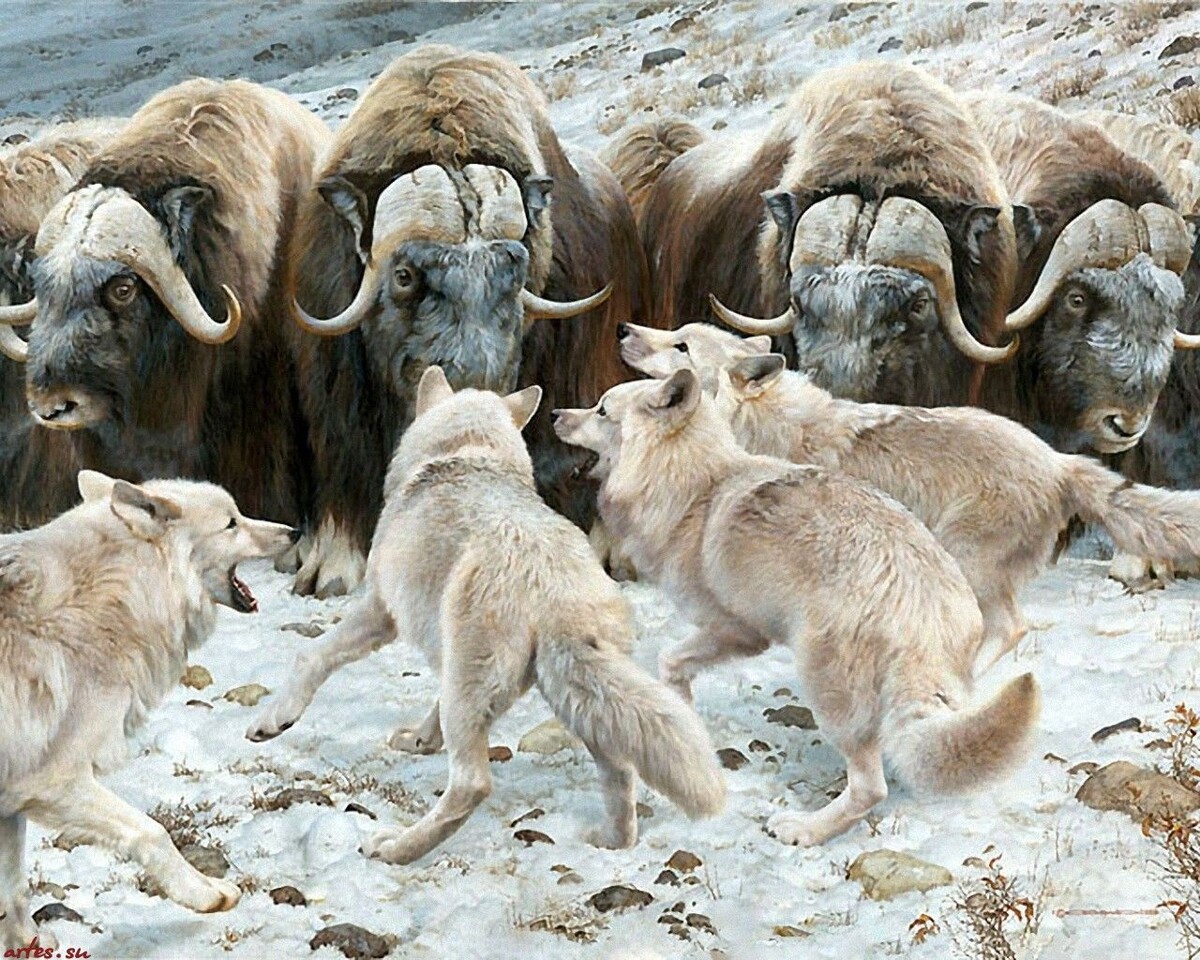 стая полярных волков безрезультатно осаждает стадо овцебыков