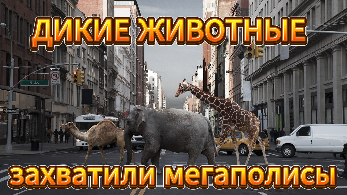 Город - это тоже неплохое место для жизни