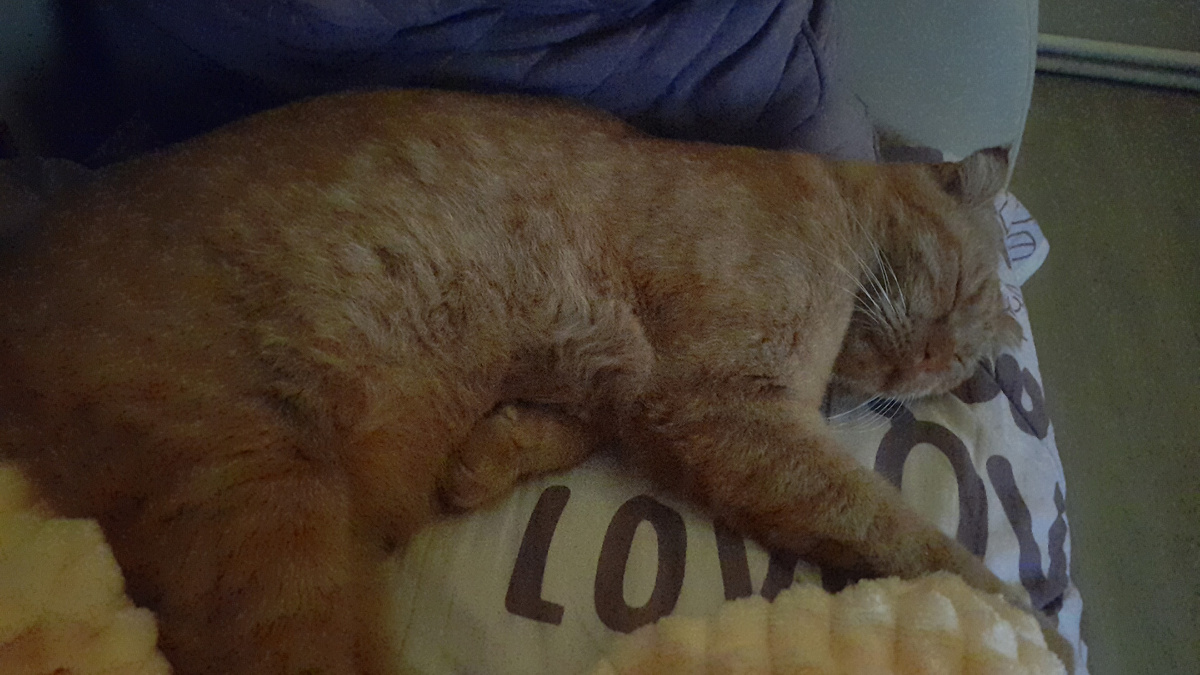 Самый уставший кот в мире