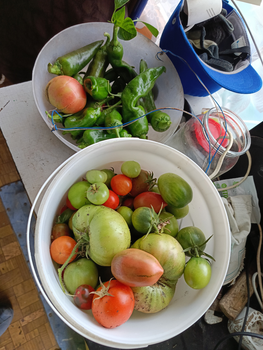 Последний урожай 