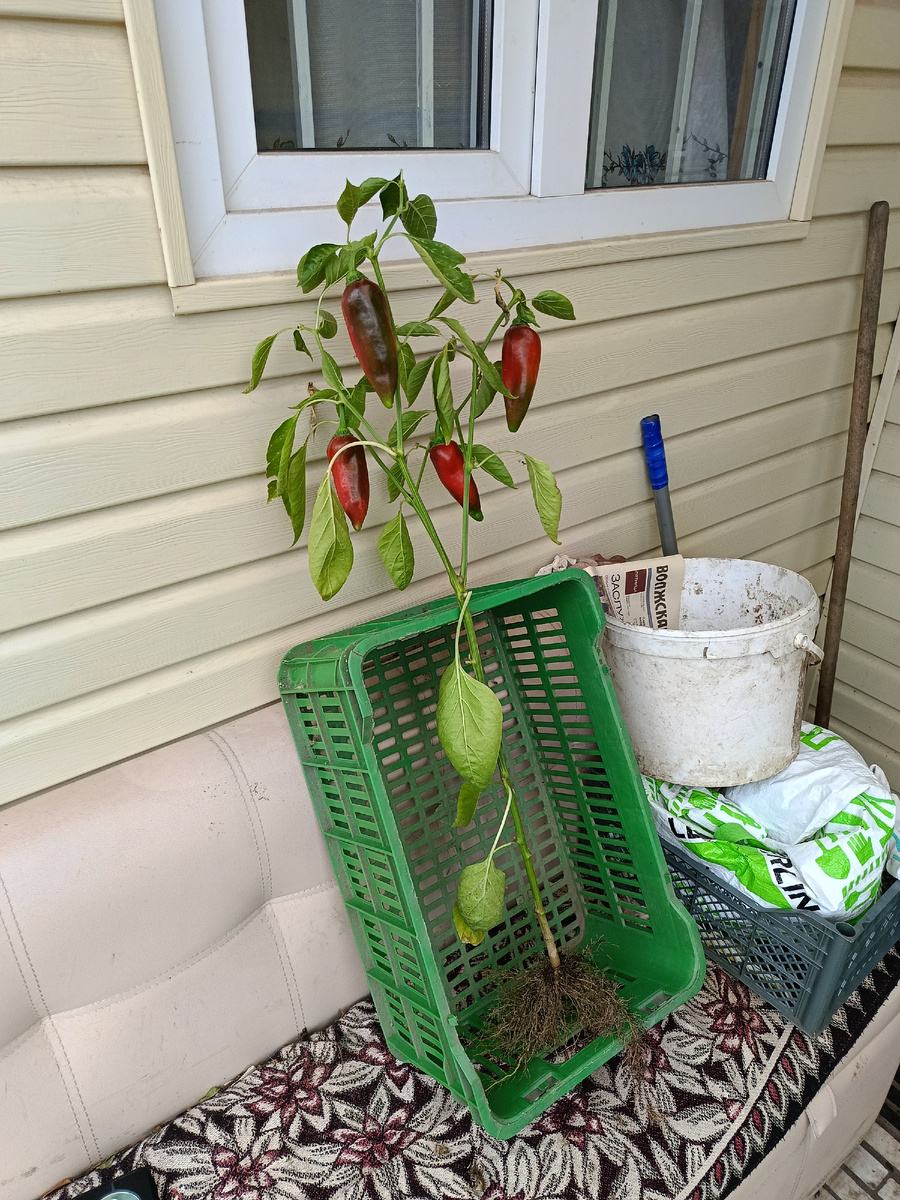 Перец октябрь 