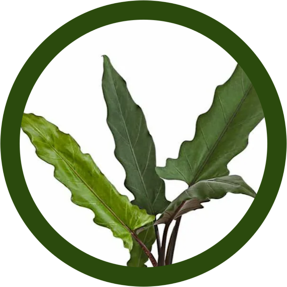 Фото из интернета 