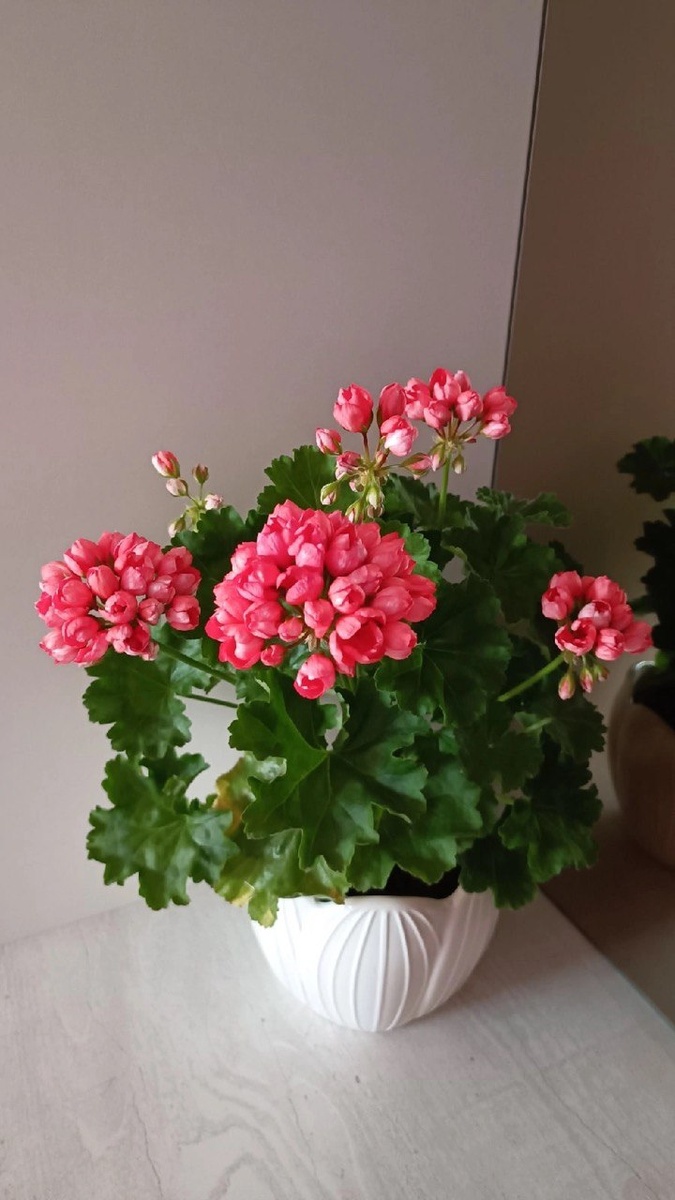    Крошку в горшок — и герань как подменили: листва не желтеет, а бутоны лезут даже на молодых черенках