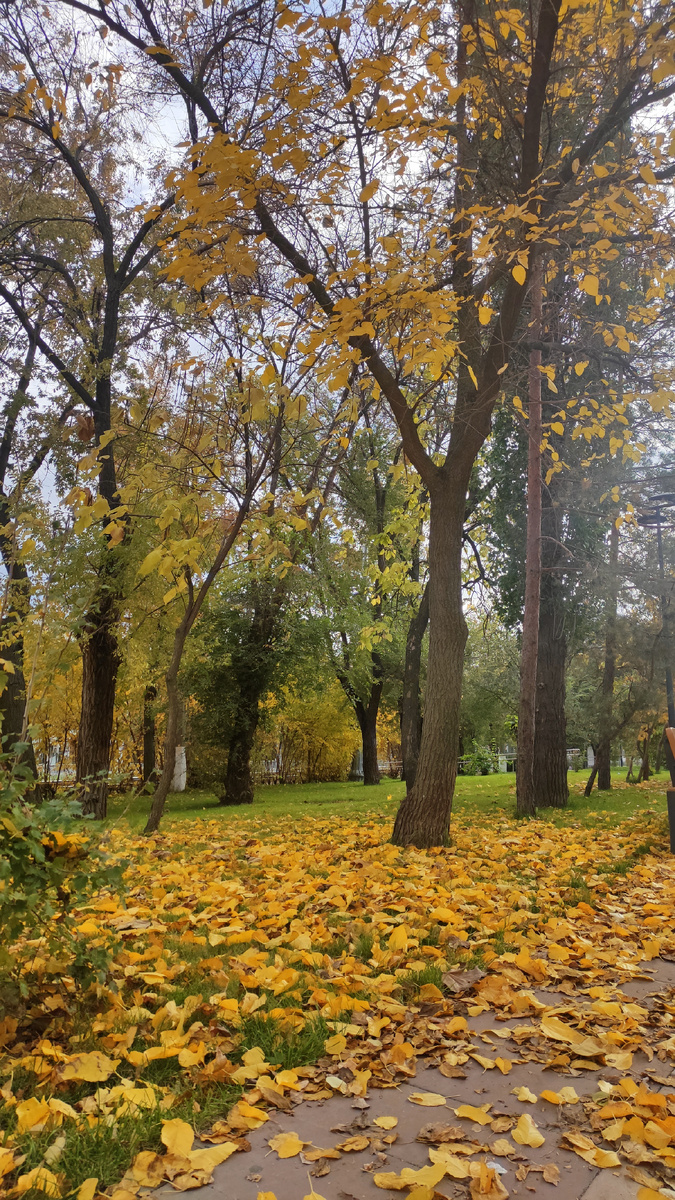 Представляете, какой бы кадр получился с собакой! 