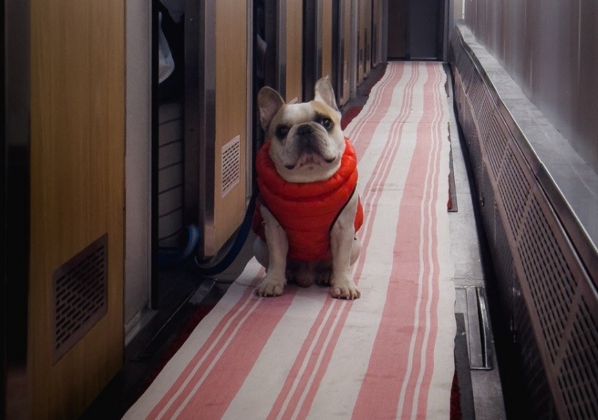    Эти породы собак, пахнут сильнее остальных - лучше не держать в квартире