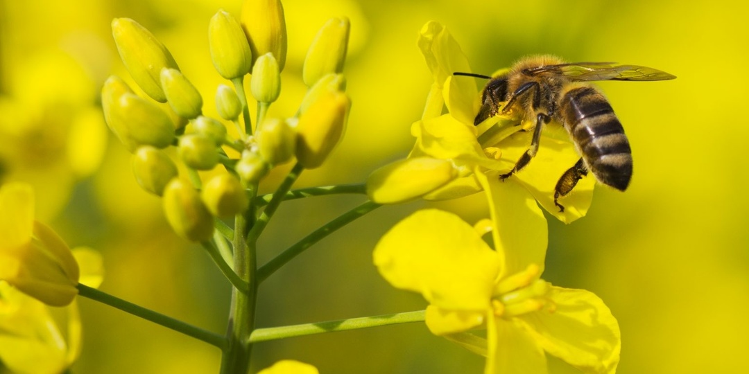 Пчелы и рапс в Канаде