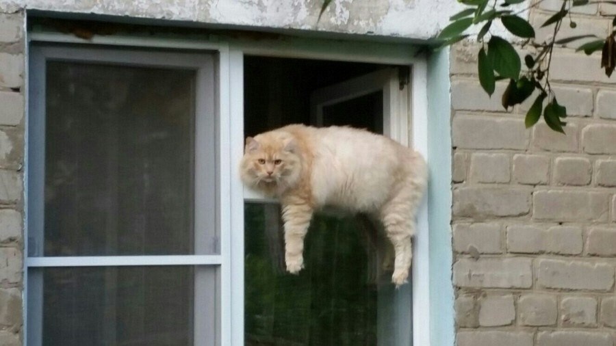 Кому мешали окна с форточками?О том, к чему приводит неправильная энергоэффективность.