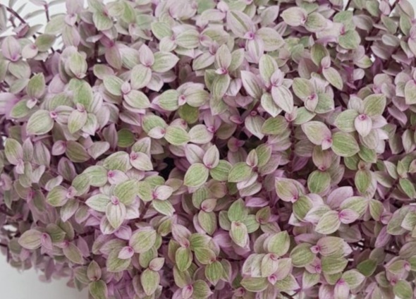 Каллизия Розовая пантера