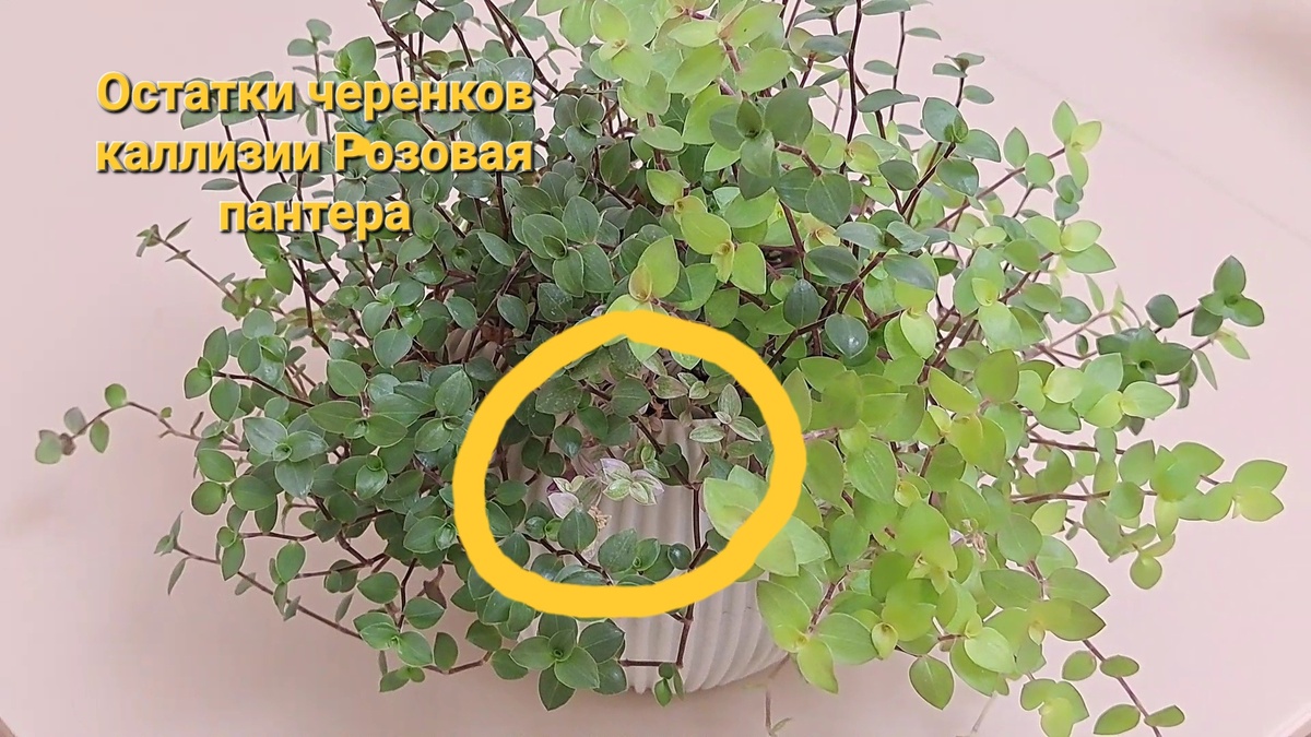 Каллизия Розовая пантера