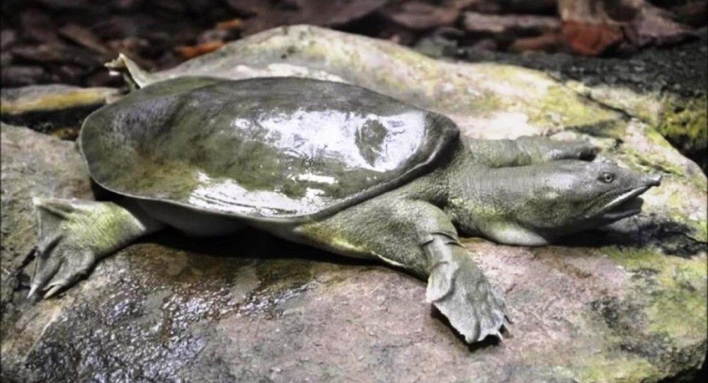  Дальневосточная мягкотелая черепаха