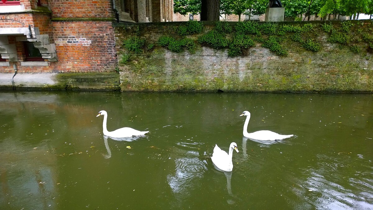    Канал Брюгге. Фото автора