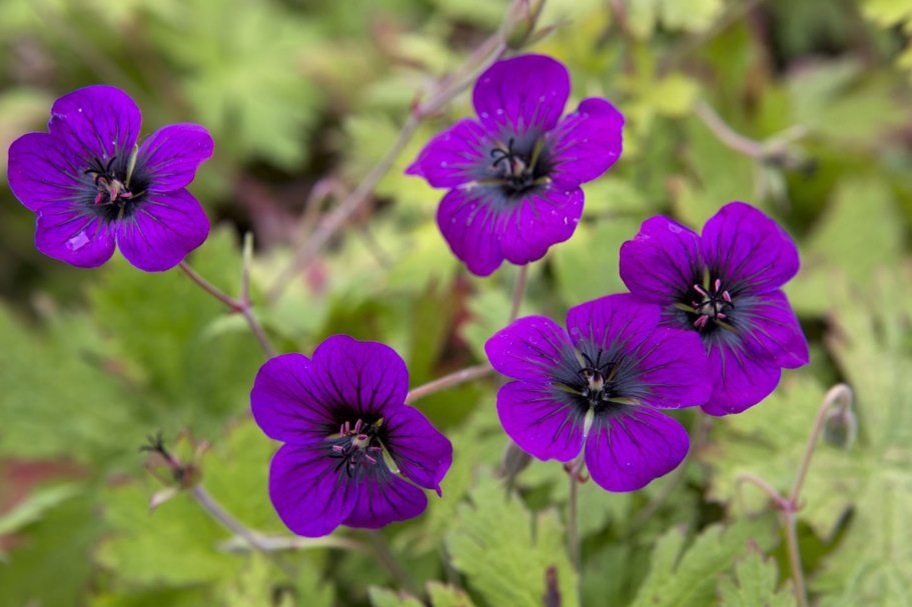 Фото: герань Энн Фолкард 