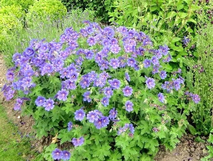 Фото: герань Бейби Блю