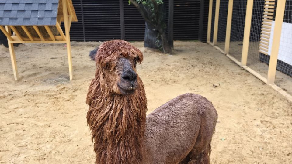 Альпака Парк в Сокольниках