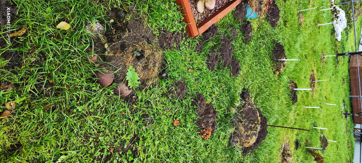 Кучи от кротов.