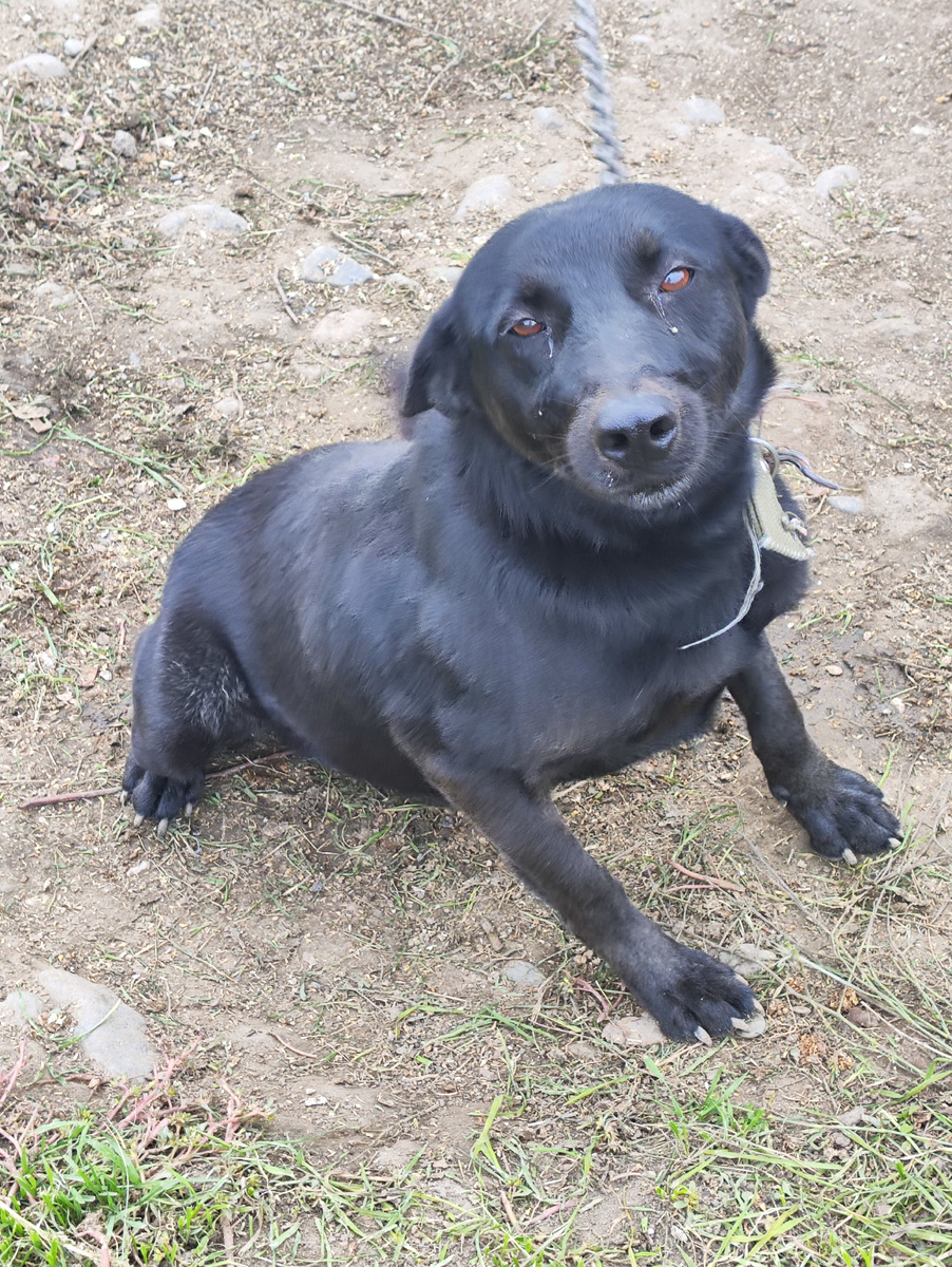 Тотоха. Присел перед прыжком радости. 