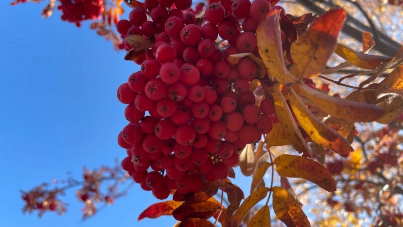     Рябина в Барнауле. altapress.ru