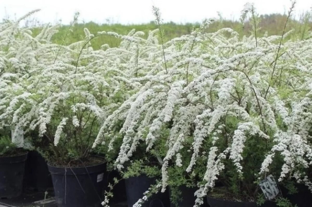    На ул. Ленина в Ижевске начали озеленять новый участок спиреями и ивами