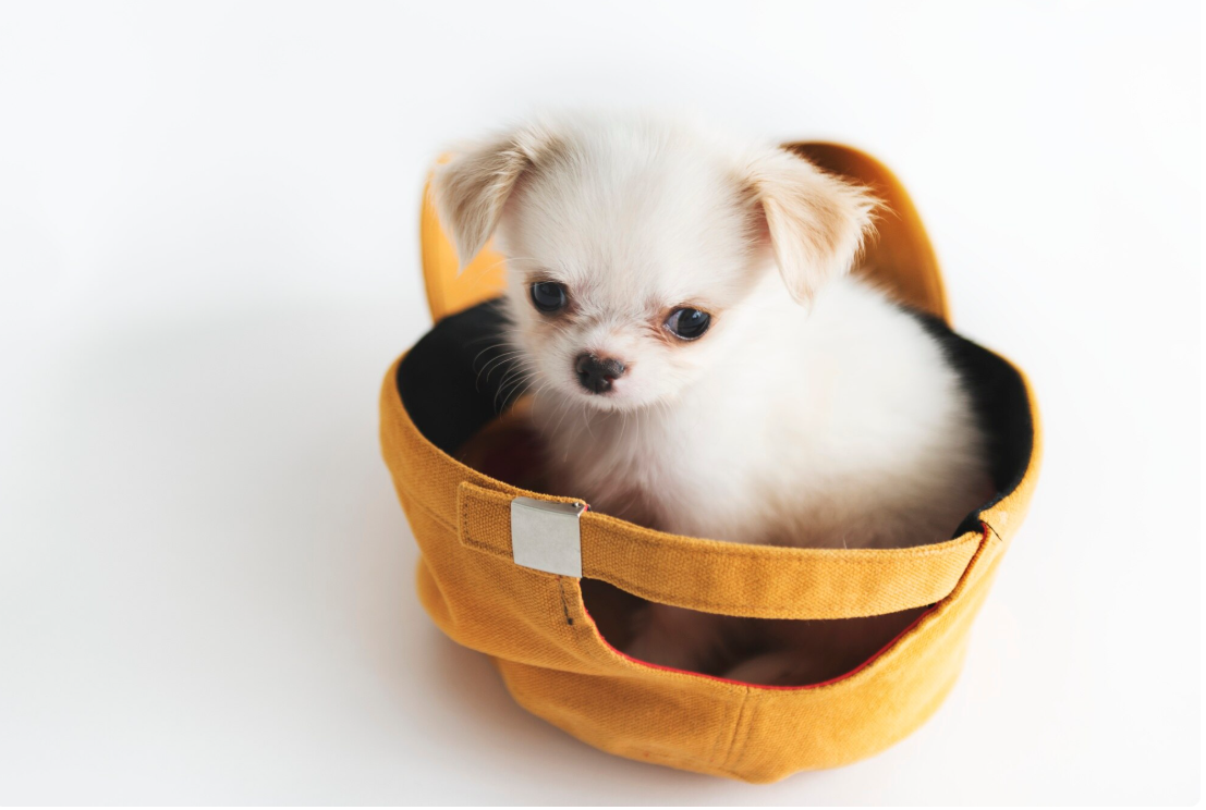    "Дизайнерские" собаки на пике популярности в России: 7 пород - аксессуаров за 200 000 рублей